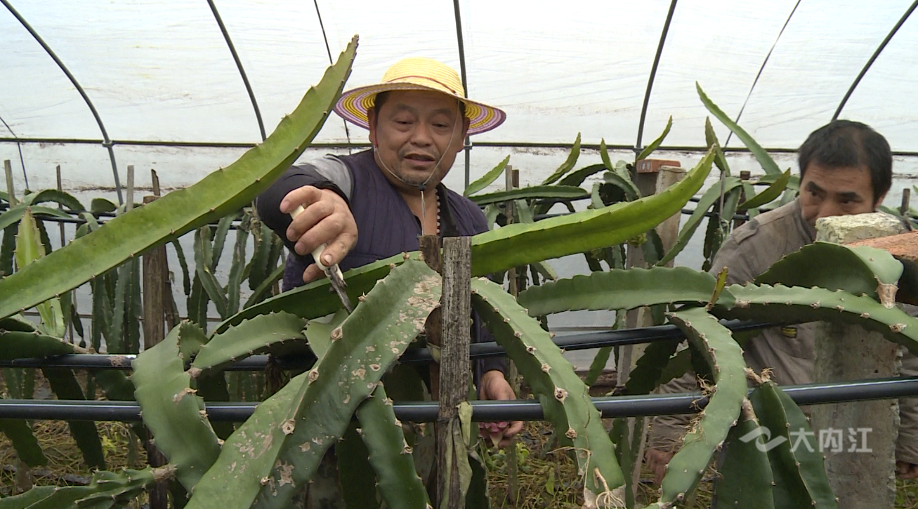 282377_1603847724479841.png 火龙果 (1).png