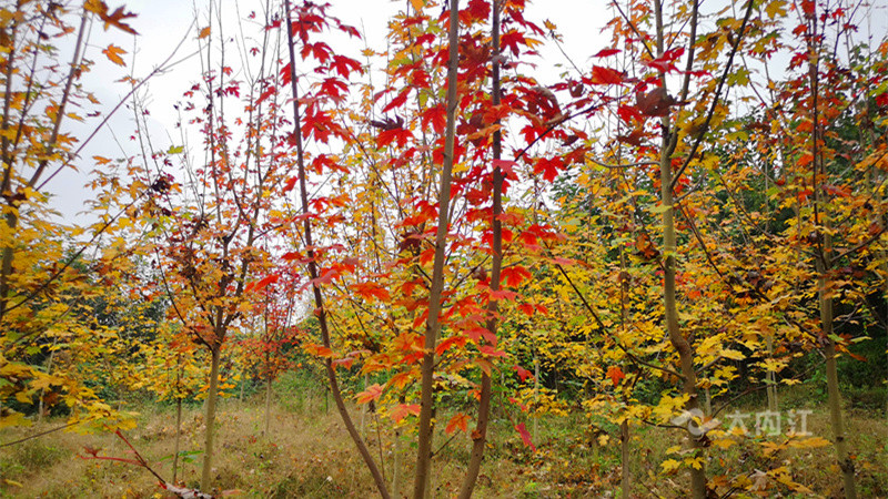 QQ图片20201104173603.jpg
