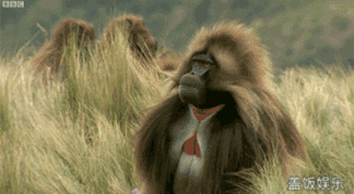 4.gif