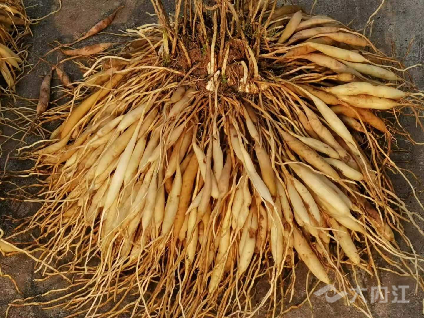 药材6.jpg