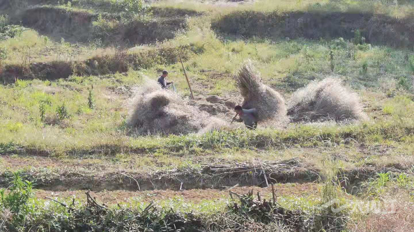 282035_1621046564677235.jpg mmexport1620896165383.jpg