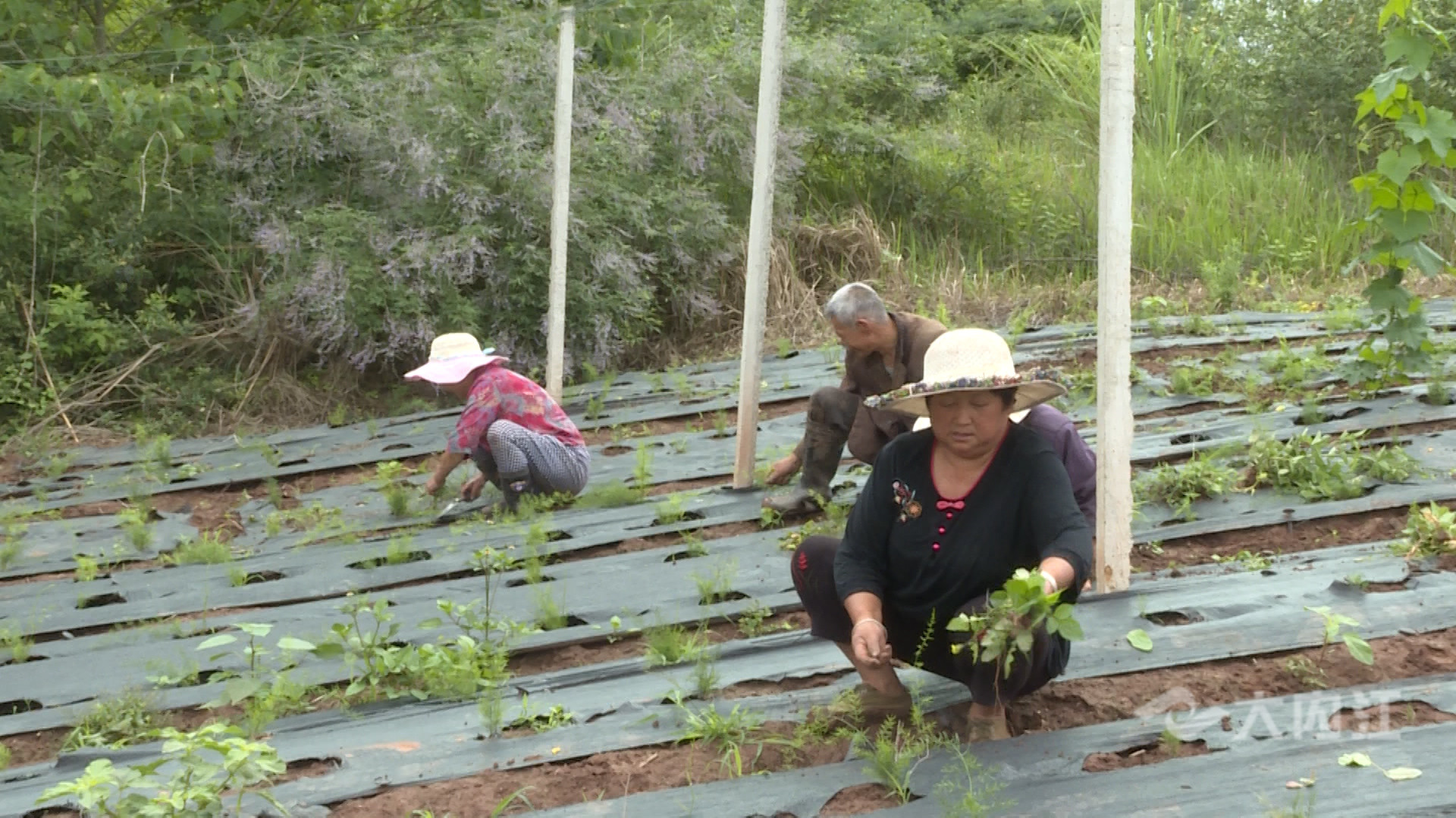 281876_1624498117728399.jpg 微信图片_20210624092427.jpg