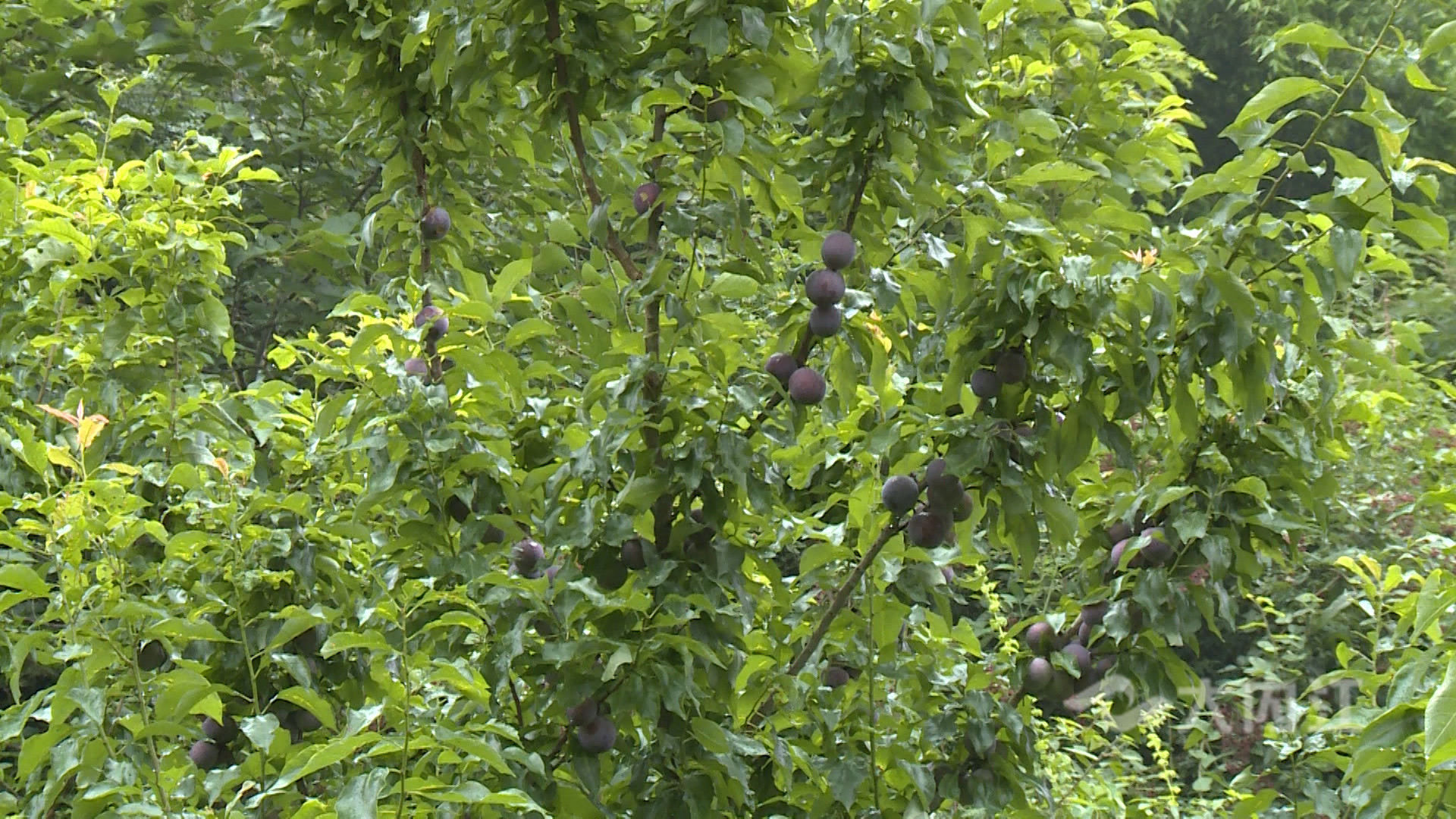 281876_1625630261185232.jpg 微信图片_20210707115535.jpg