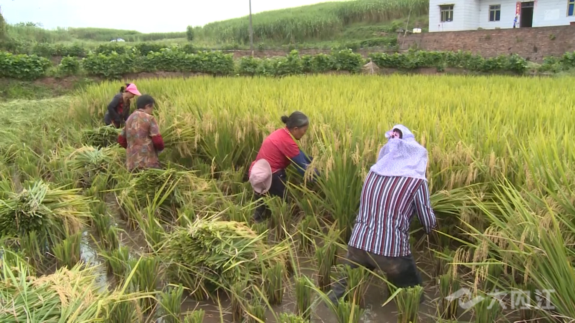 281876_1628667348558126.jpg 微信图片_20210811153449.jpg