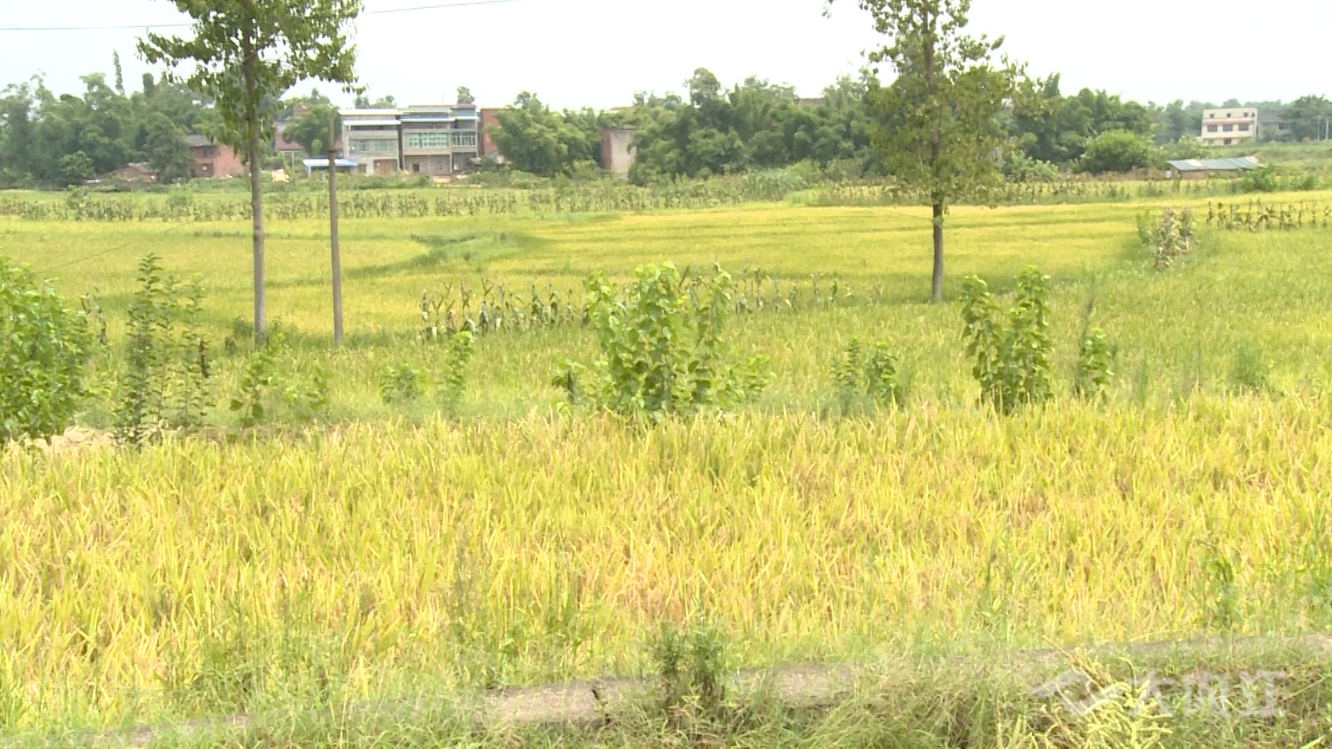 281876_1628667356788241.jpg 微信图片_20210811153444.jpg