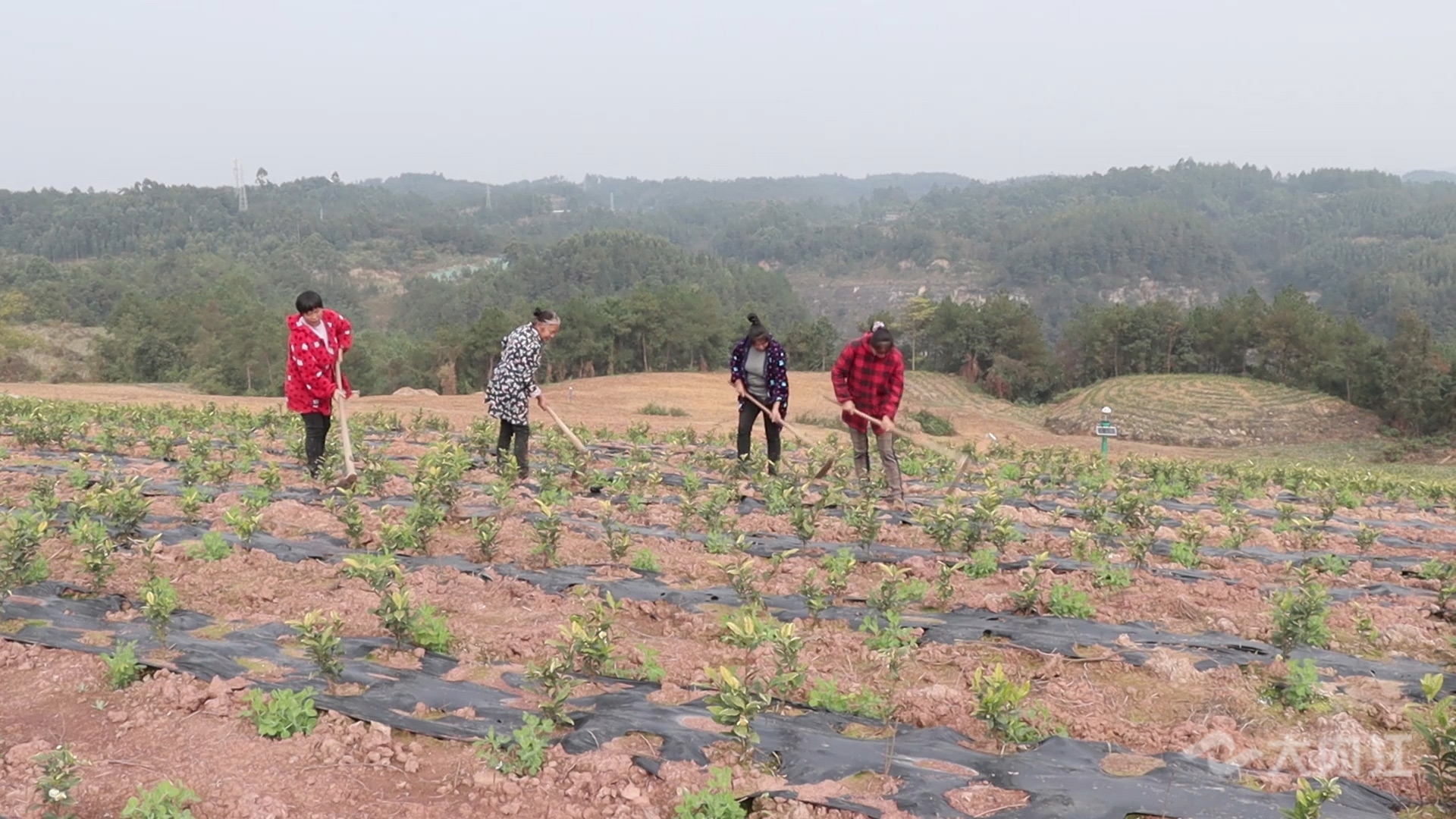 286258_1638590961129707.jpg 2.jpg