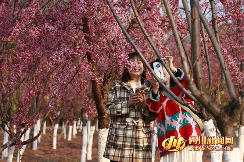 西昌邛海景区内游客正在观赏早春樱花_副本.jpg 西昌邛海景区内游客正在观赏早春樱花_副本.jpg