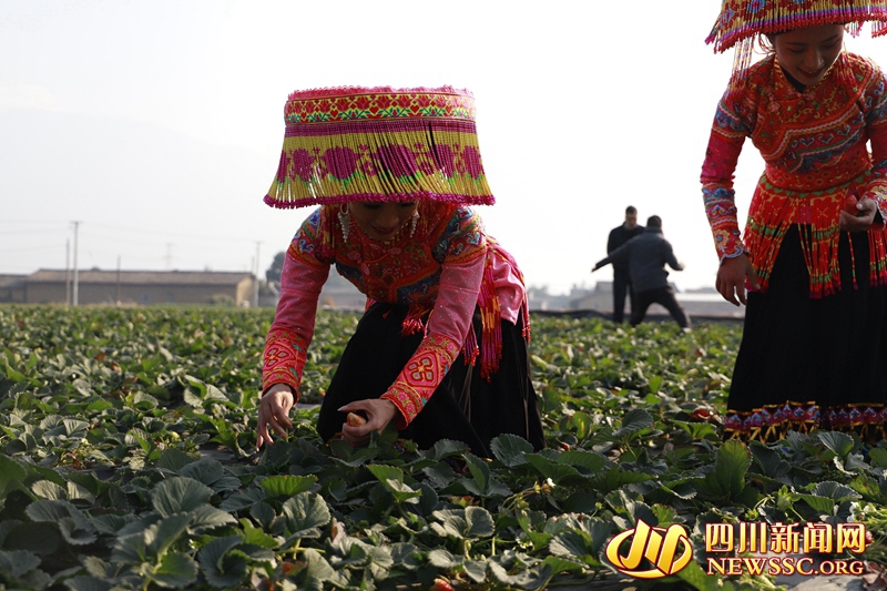 德昌草莓采摘_副本.jpg 德昌草莓采摘_副本.jpg