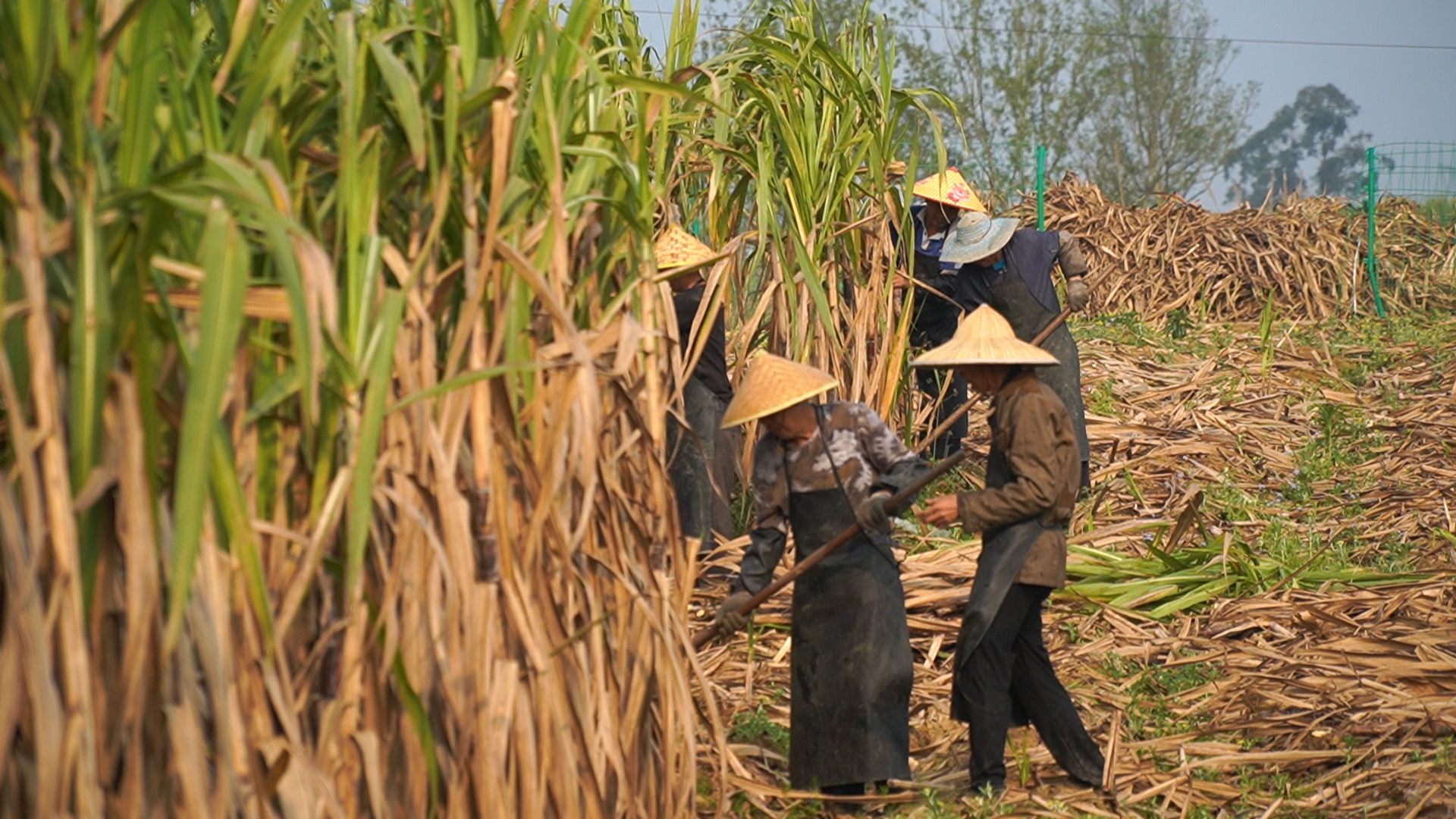 283418_1648089565810728.jpg 007.jpg