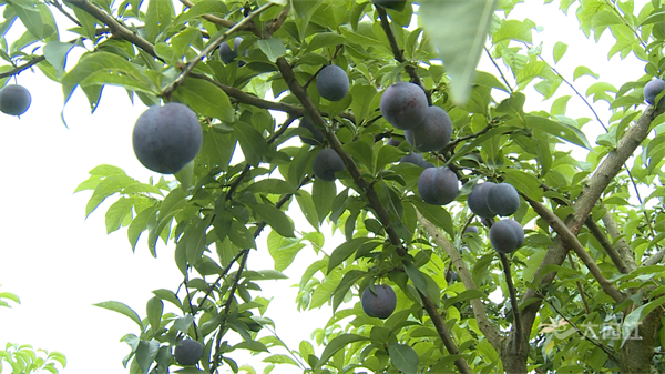 286033_1655432829416992.png 李子4.png