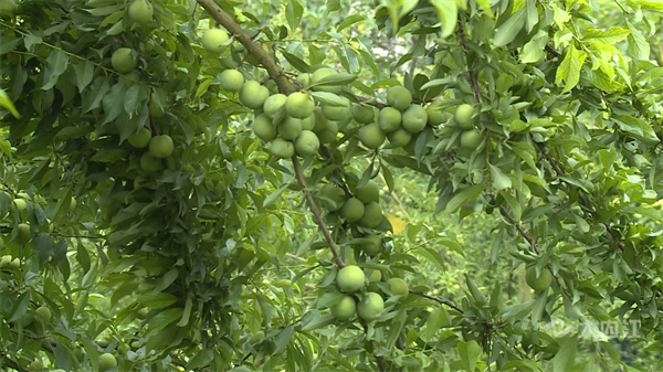 286033_1655432840940775.png 李子2.png