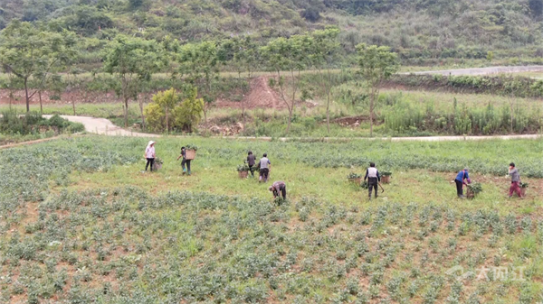 286033_1655794039995384.png 大豆+1.png