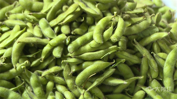 286033_1655794052706966.png 大豆+2.png