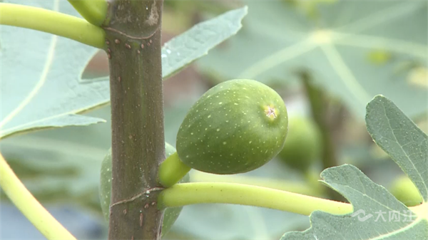 286033_1655794080613968.png 大豆+7.png