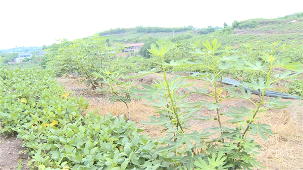 286033_1655794108991073.png 大豆+8.png