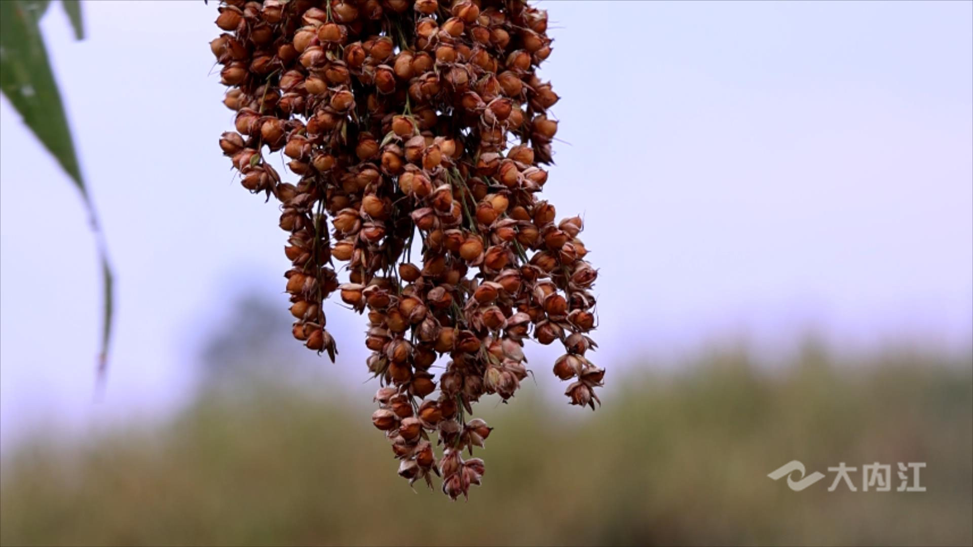 320608_1660012845851240.jpg IMG_2815.MP4_20220809_103844405.jpg