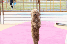 8c0431e6ce6689e4.gif 图片